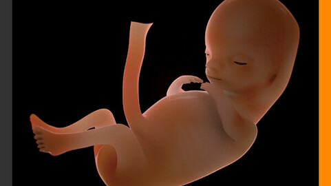 Human Fetus 12 Weeks
