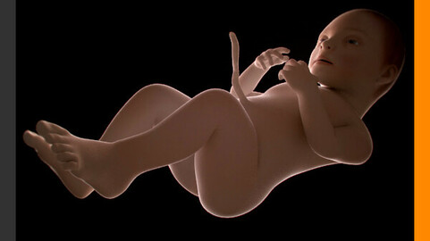 Human Fetus 41 Weeks - 3ds Max Rigged