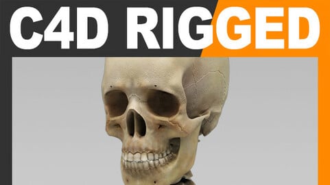 Human Skeleton - Cinema 4D Rigged