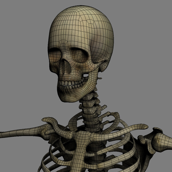 Realistic, detailed and textured Human Textured Skeleton model rigged for M...