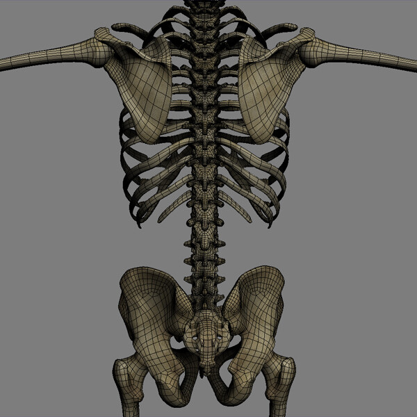 Поверхность скелета. Скелет 3ds Max. Позвоночник человека 3д модель. Скелет Maya. Позвоночник человека строение 3д.