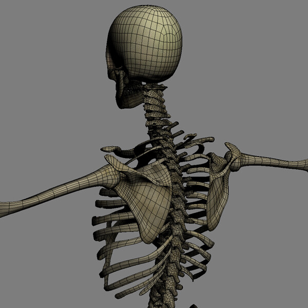 Скелет видео. Скелет 3ds Max. 3ds Max скелет body 25. Flex Skeleton 3d модель. Скелет 3д Майя.