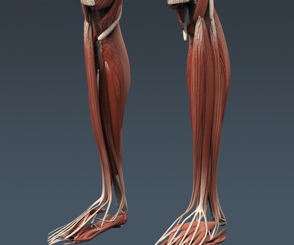 Artstation - Human Muscular System And Skeleton - Rigged Anatomy 