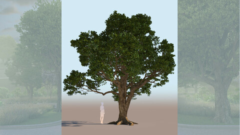 quercus agrifolia coast live oak quercus agrifolia mid b