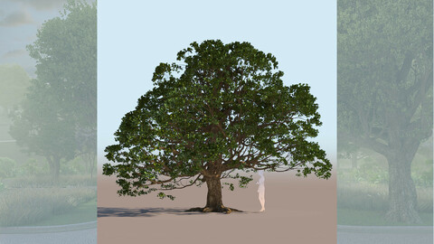 quercus agrifolia coast live oak quercus agrifolia mid c