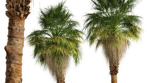 Set of California palm Trees (Washingtonia filifera) (2 Trees)