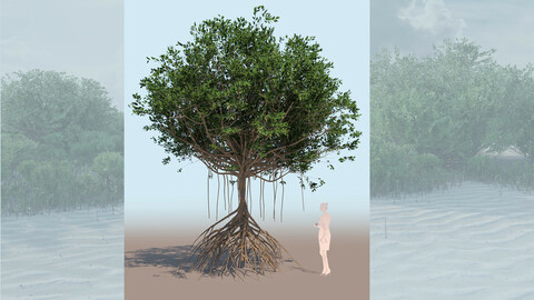 rhizophora mangle mangrove 3D tree b