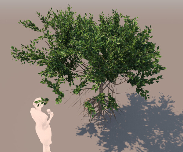 ArtStation - rhizophora mangle mangrove 3D tree c | Resources