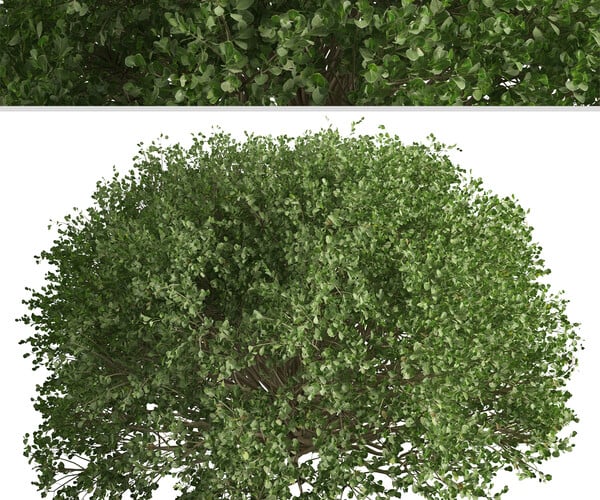 ArtStation - Set of Boxood Shrubs ( Buxaceae ) (3 Shrubs) | Resources