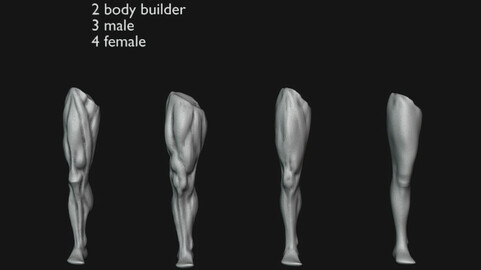 Leg Anatomy Refrence 3D By GloriaTheAnimator