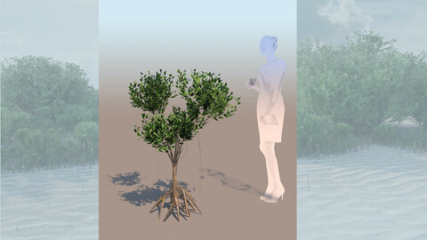 rhizophora mangle mangrove 3D bush a