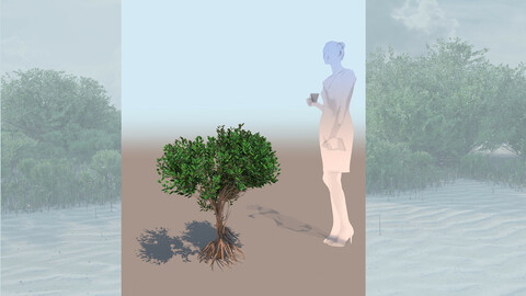 rhizophora mangle mangrove 3D bush b