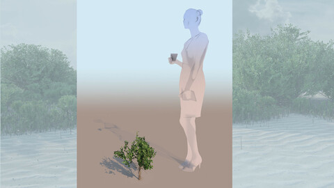 rhizophora mangle mangrove 3D bush c