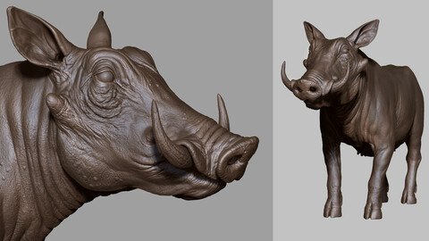 WILD BOAR / PIG - sculpt/retopology/uvs