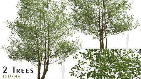 Set of Black Alder Trees (Alnus glutinosa) (2 Trees)