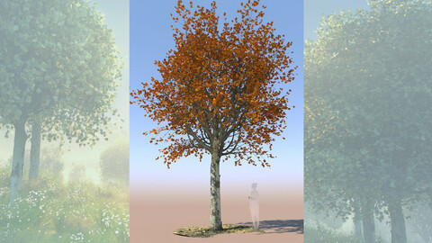 maple acer 3D tree mature autumn b