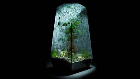 Foggy Wet Bonsai Terrarium