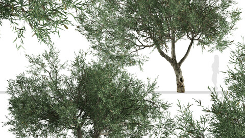 Set of Olive Tree (Olea europaea) (2 Trees)