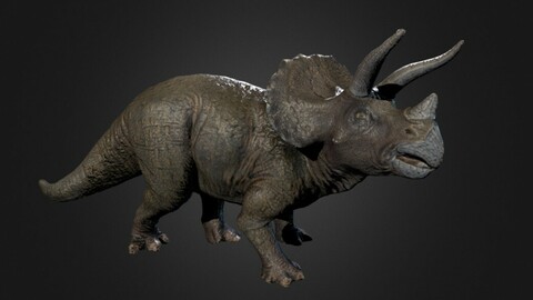 Triceratops Photogrammetry
