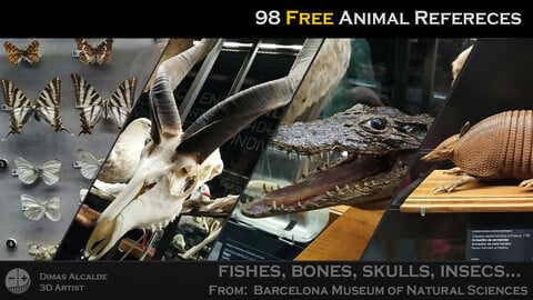 Ref Free Pack - Animals Reference (98 Pics) - [Barcelona Museum of Natural Sciences] Part.01