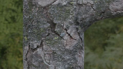 Tree Bark 8 PBR Material