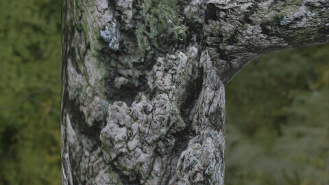 Tree Bark 13 PBR Material