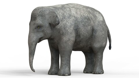 Baby Elephant 3D Model
