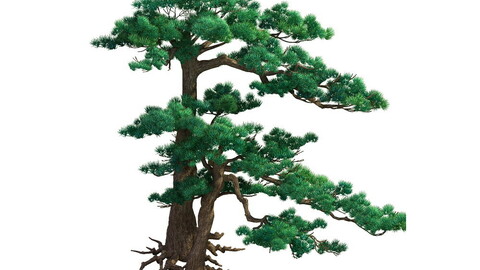 e Model - Taoist comprehension scene - Pine 05 01