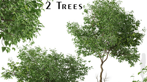 Set of Clerodendrum trichotomum Trees (Harlequin glorybower) (2 Trees)