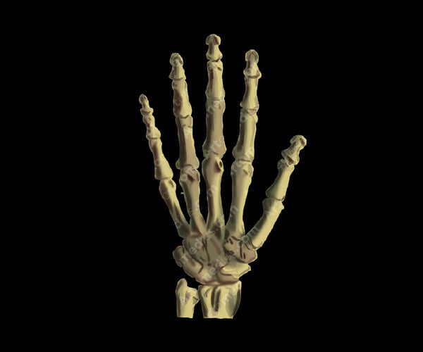 ArtStation - Hand Bones (anterior view) | Artworks