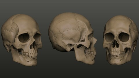 Skull mesh (Sketch Study)
