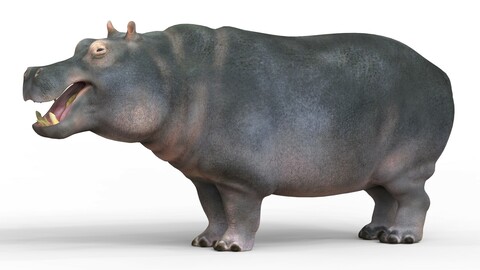 Hippopotamus 3D Model