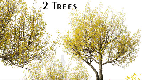 Set of Flowering Cornus mas Trees (Cornelian cherry) (2 Trees)