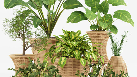 indoor plant collection001