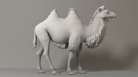camel 3d fbx obj
