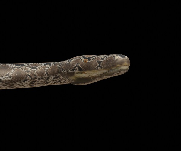 ArtStation - Rigged python 3D model | Resources
