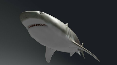 Shark 3D model