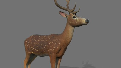 Realistic Deer 3d model with rigged