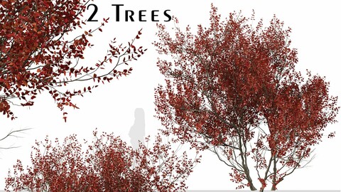 Set of Cotinus Grace Trees (Smoke Tree) (2 Trees)