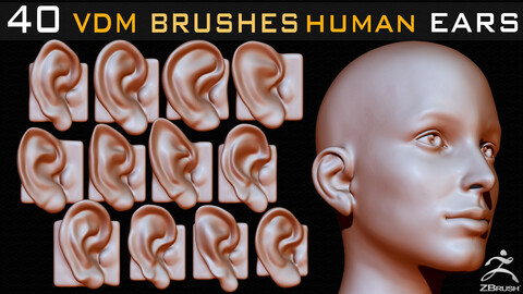 40 Zbrush VDM Human Ears Brushes + Alpha + FBX + OBJ