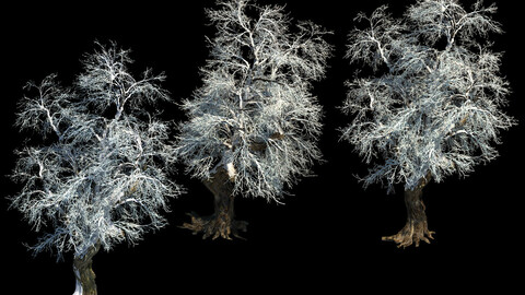 Ice and snow - rime