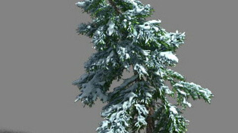 Ice and Snow - Cedar 02