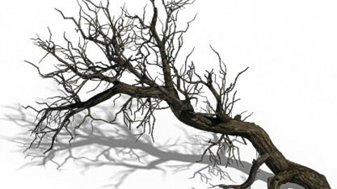 Winter snow - dead tree 02