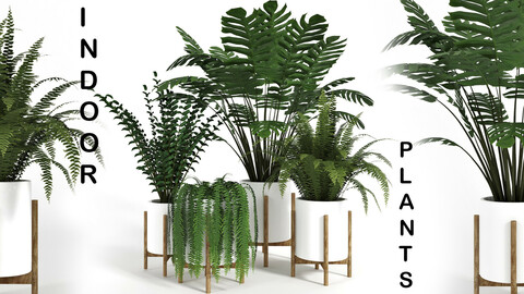 collection02-indoor plants