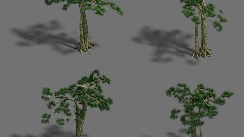 Strange - Pine 02
