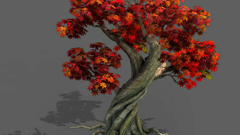 Forest - Maple 10
