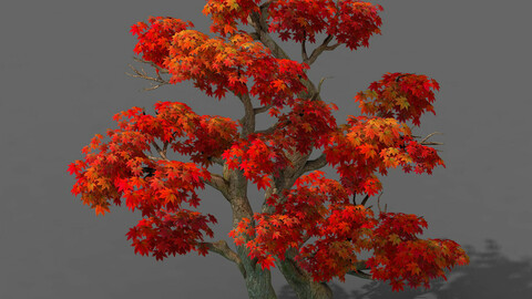 Forest - Maple Tree 14