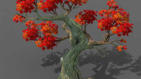 Forest - Maple Tree 18