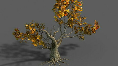 Forest - Trees 14