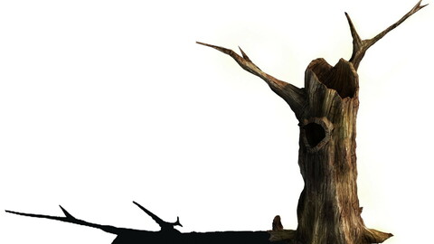 Desert - dead tree 11